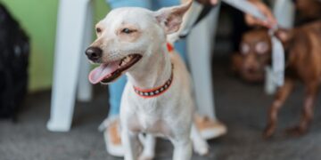 Alcaldía del Distrito Nacional realiza jornada de bienestar para perros y gatos