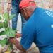 Alcaldía del DN celebra el Día Nacional del Árbol con plantación de 70 árboles en Renacimiento