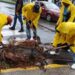 Alcaldía del DN continúa trabajos preventivos de limpieza para mitigar efectos de fuertes lluvias