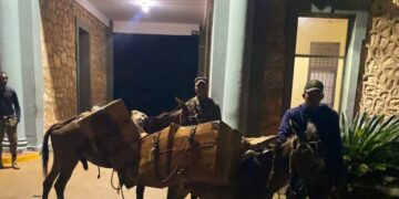 Ocupan contrabando de más de 224 mil cigarrillos abandonados en unos matorrales en Dajabón y Elías Piña