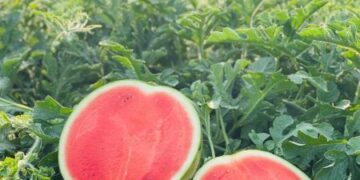 REPÚBLICA DOMINICANA MARCA UN HITO EN LA AGRICULTURA CON SEMILLAS DE SANDÍA DE ALTO RENDIMIENTO