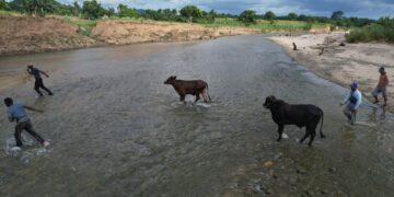 Entregan ganado recuperado a sus propietarios en Dajabón tras reunión con autoridades haitianas