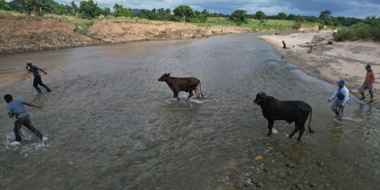 Entregan ganado recuperado a sus propietarios en Dajabón tras reunión con autoridades haitianas