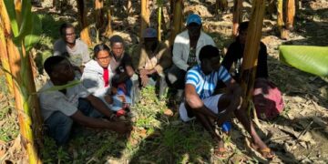 Ejército detiene grupo de haitianos en situación migratoria irregular ocultos en un platanal en Montecristi