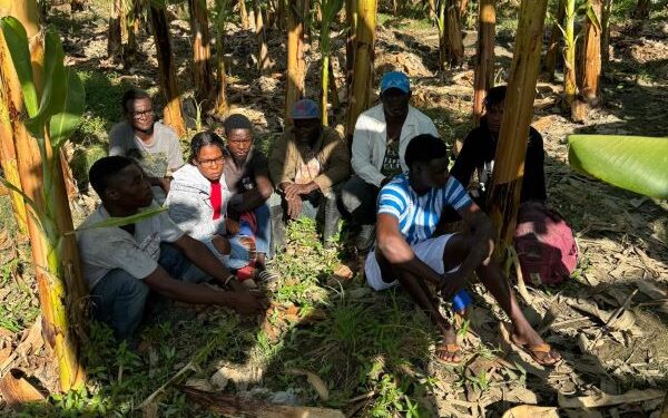 Ejército detiene grupo de haitianos en situación migratoria irregular ocultos en un platanal en Montecristi