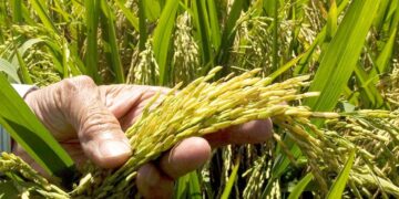 ADOFA garantiza la recolección de cosecha y asegura este año no ha sido necesario importación de arroz