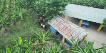 Detienen indocumentados que se ocultaban en plantaciones en Mao