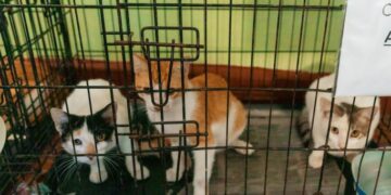 Alcaldía del DN esteriliza a 100 perros y gatos en parque Mirador Sur en jornada de bienestar animal