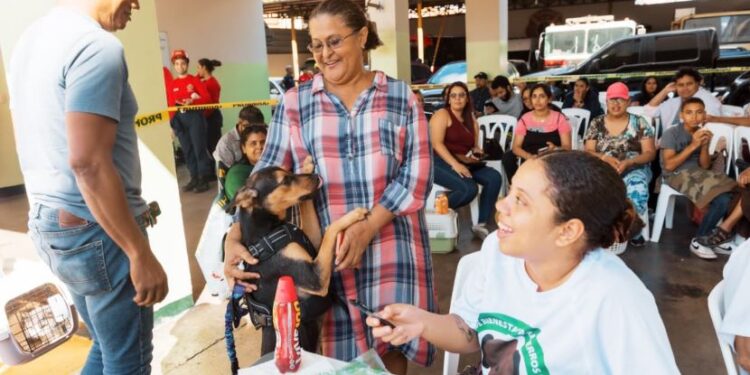 Alcaldía del Distrito Nacional continúa realizando jornadas de esterilización y vacunación para perros y gatos