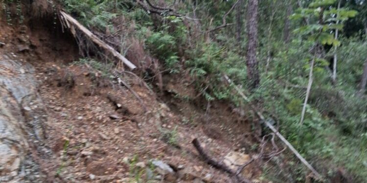 Autoridades  de Villa Los Almácigos denuncian tala indiscriminada de pinos y solicitan una inmediata intervención de las autoridades.