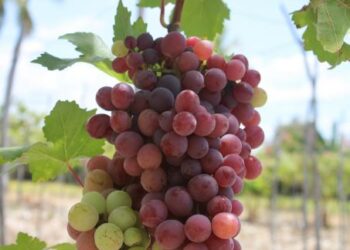 UASD realiza panel sobre viticultura tropical y desafíos del cambio climático en Neiba