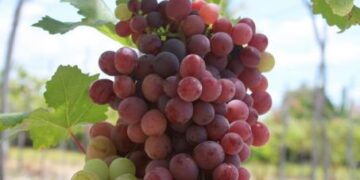 UASD realiza panel sobre viticultura tropical y desafíos del cambio climático en Neiba