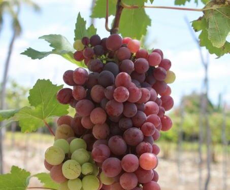 UASD realiza panel sobre viticultura tropical y desafíos del cambio climático en Neiba