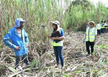 República Dominicana ejecuta la más grande y efectiva ofensiva de erradicación del Trabajo Infantil