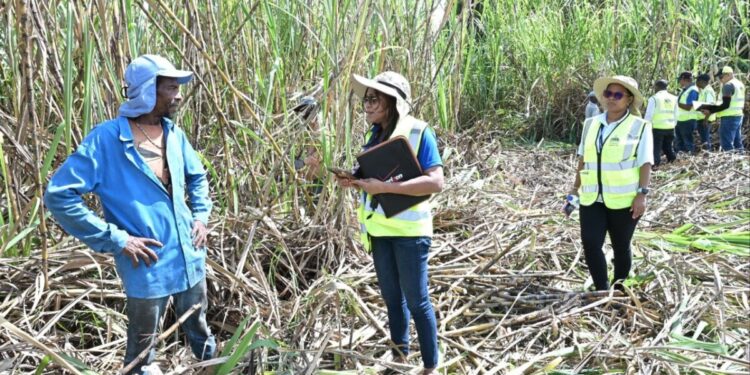 República Dominicana ejecuta la más grande y efectiva ofensiva de erradicación del Trabajo Infantil