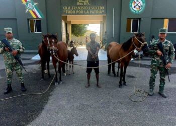 Ejército recupera animales robados localizados con drones durante operativo en Dajabón