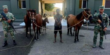 Ejército recupera animales robados localizados con drones durante operativo en Dajabón