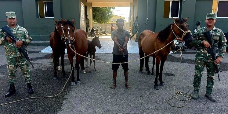 Ejército recupera animales robados localizados con drones durante operativo en Dajabón